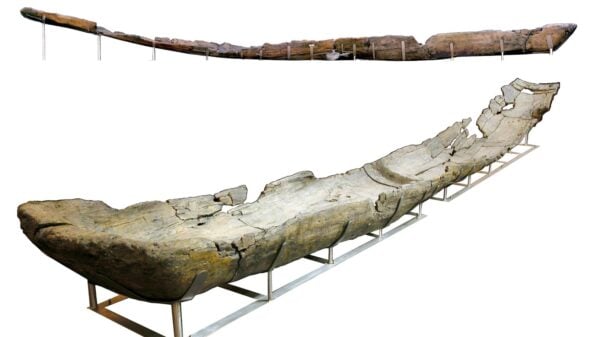 An image of one of the canoes discovered at the Italian site of La Marmotta