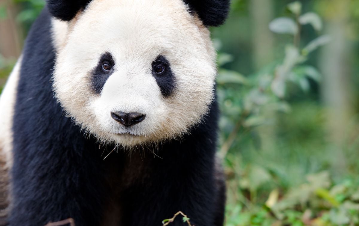 China Hosts Farewell Ceremony for Pandas Leaving to a California Zoo